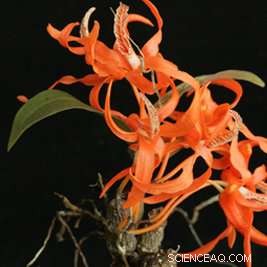 Researchers Expose the Hidden Threat of Illegal Wild Orchid Trade