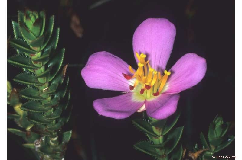 California Academy of Sciences Reveals 85 New Species in 2017