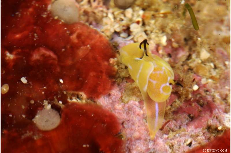 California Academy of Sciences Reveals 85 New Species in 2017