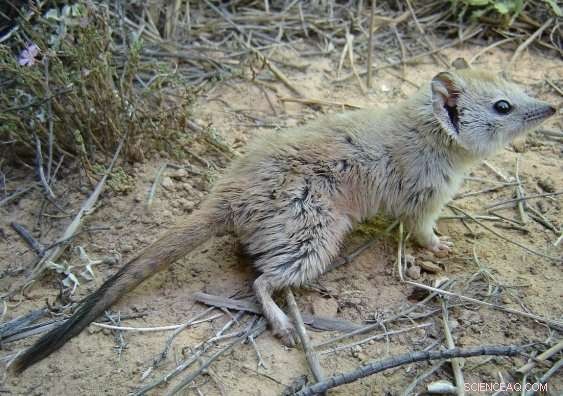 Extinct Australian Mammal Reappears: The Crest-Tailed Mulgara Makes a Stunning Return