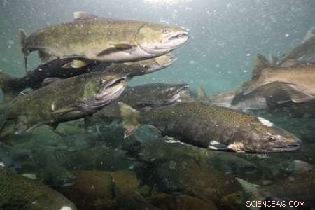 Salmon Sacrifice Their Lives on Spawning Grounds to Benefit Their Young