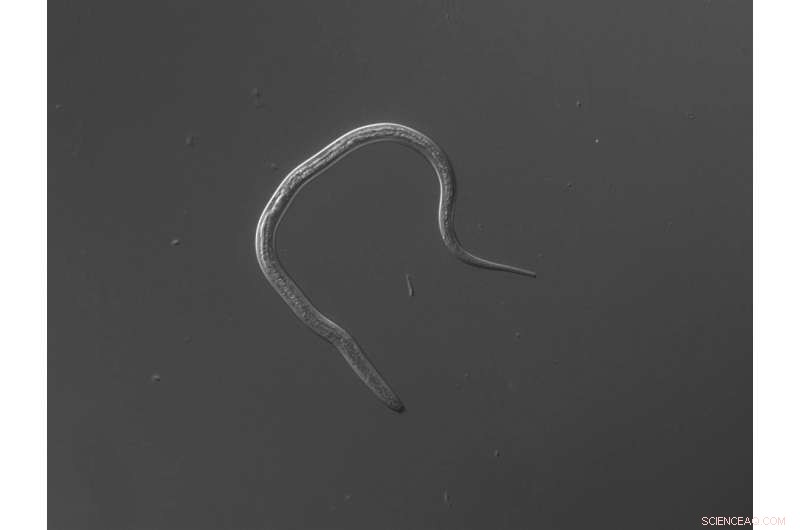 Targeting Lethal Parasite Vulnerabilities: Autoinfection in Strongyloides stercoralis