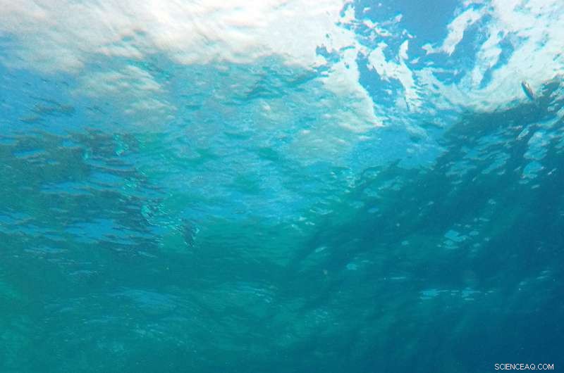 How Lunar Phases Influence Juvenile Fish Settlement on Coral Reefs