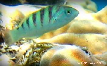 How Lunar Phases Influence Juvenile Fish Settlement on Coral Reefs