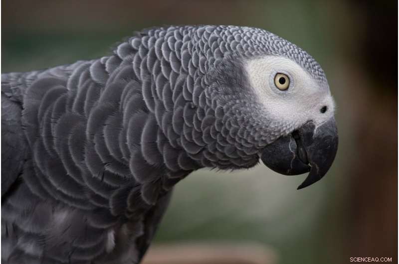 New Study Reveals African Grey Parrots Outperform 4-Year-Olds in Intelligence Tests