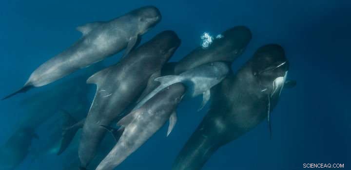 Advanced Marine Robots Detect Whales in the Deep Ocean