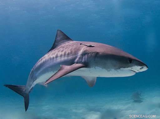 Shark Teeth Proteins Reveal Dietary Secrets