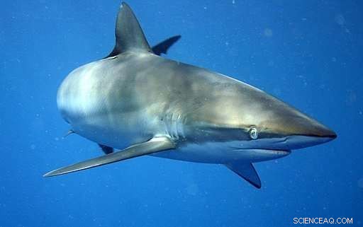 Shark Teeth Proteins Reveal Dietary Secrets