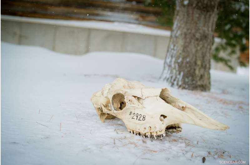Isle Royale Moose Shrinkage: Climate Change Impact Revealed