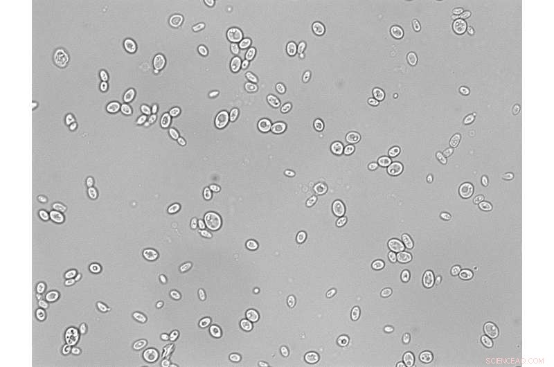 New Genetic Study Reveals Fungal Reproduction Secrets, Advancing Candidiasis Treatment