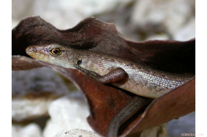 Cutting Environmental Funding Threatens Australia s Biodiversity and Economy