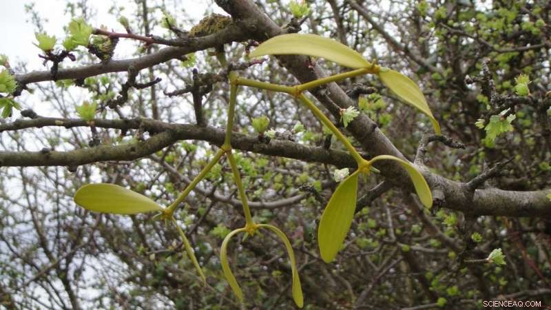 Mistletoe: Beyond Tradition—Its Biology and Cultural Significance