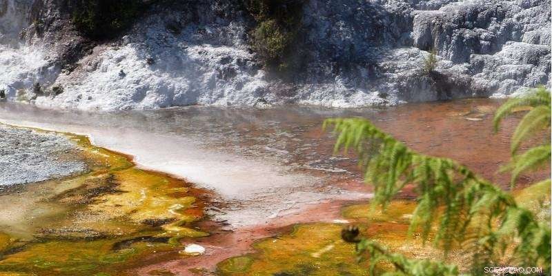 Fungi s Crucial Role in Shaping Life on Earth