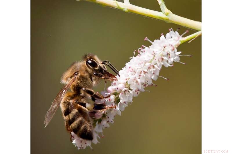 Researchers Reveal Honey Bee Gut Bacteria Transfer Antibiotic‑Resistant Genes