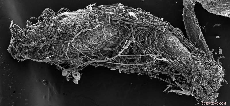 Researchers Reveal Honey Bee Gut Bacteria Transfer Antibiotic‑Resistant Genes