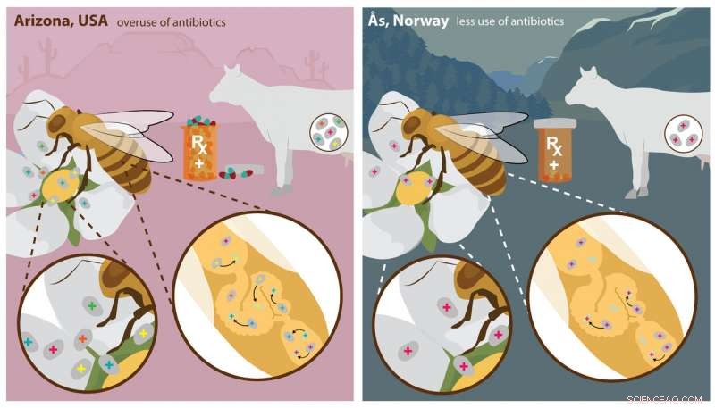 Researchers Reveal Honey Bee Gut Bacteria Transfer Antibiotic‑Resistant Genes