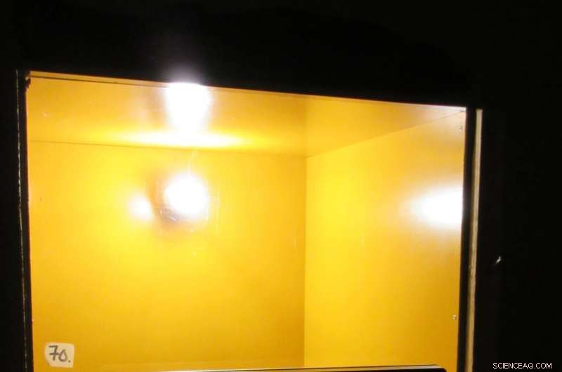 Birds Learn From Each Other’s Disgust, Prompting Insects to Adopt Vivid Warning Colors