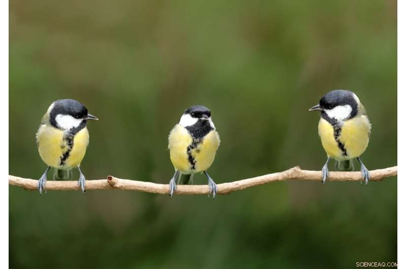 Birds Learn From Each Other’s Disgust, Prompting Insects to Adopt Vivid Warning Colors