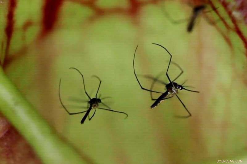 Flower or Flesh? Genetics Reveal Why Mosquitoes Prefer Blood