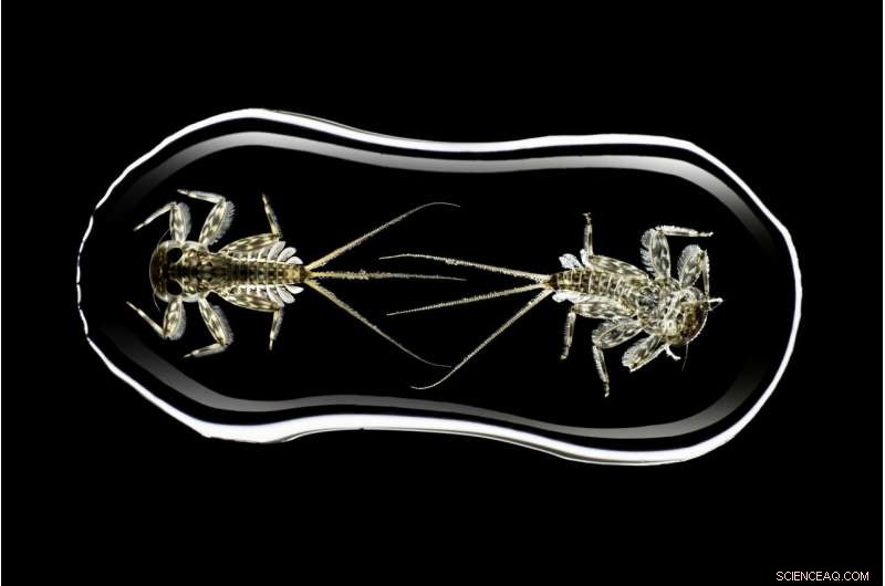 Global Analysis of Glacier Retreat Effects on River Invertebrate Populations