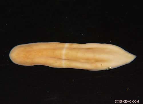 New Seafloor Worm Species Illuminates Early Animal Evolution