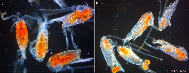 Scientists Observe Tiny Red Copepods Dashing Beneath Quebec Lake Ice