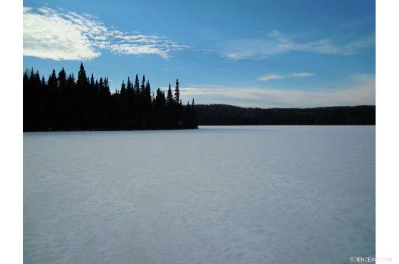 Scientists Observe Tiny Red Copepods Dashing Beneath Quebec Lake Ice