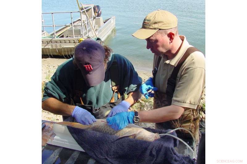 Using Statistical Modeling to Effectively Eliminate Invasive Species in Fisheries Management