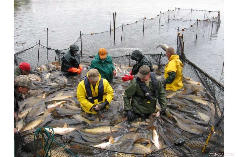 Using Statistical Modeling to Effectively Eliminate Invasive Species in Fisheries Management