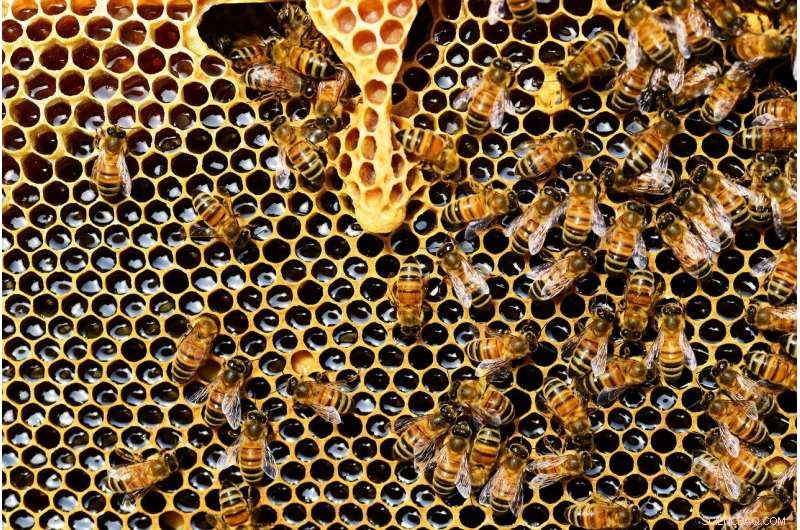 Impact of Neonicotinoid Insecticides on Honey Bee Health: A Comprehensive Study