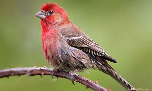 How Birds Coordinate Their Song: Insights from a Groundbreaking Study
