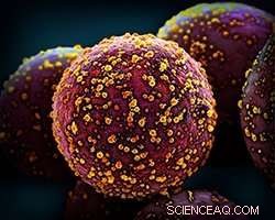 Virus Stamping: A Cutting-Edge Method for Precise Genetic Engineering of Single Cells