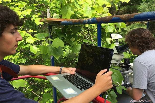 How Tall Trees Transport Sugars: New Research Reveals Mechanisms