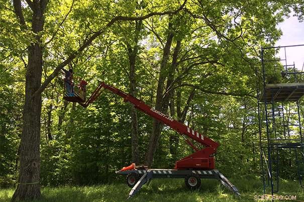 How Tall Trees Transport Sugars: New Research Reveals Mechanisms