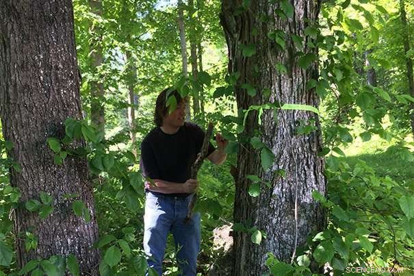 How Tall Trees Transport Sugars: New Research Reveals Mechanisms