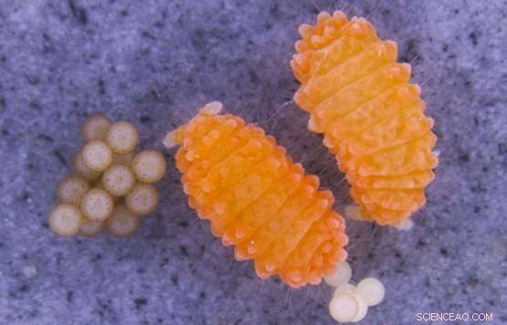 Invasive Species and Climate Change: The Dual Threats Endangering Soil Ecosystems