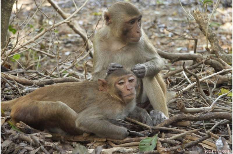 Study Reveals Some Monkeys Tend Toward Social Isolation
