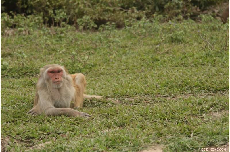 Study Reveals Some Monkeys Tend Toward Social Isolation