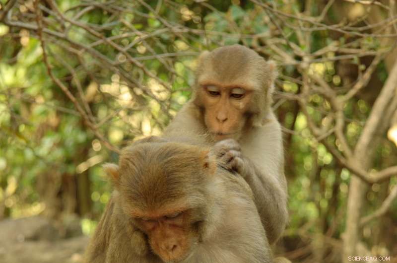 Study Reveals Some Monkeys Tend Toward Social Isolation