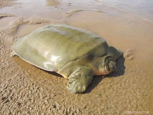 Critical Discovery: Giant Softshell Turtle Nest Found in Cambodia