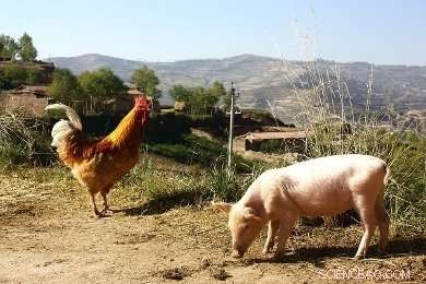 Boost Animal Welfare Through Your Diet: A Proven Approach