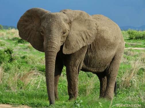 Scientists Map Elephant Poaching Trends Across East Africa