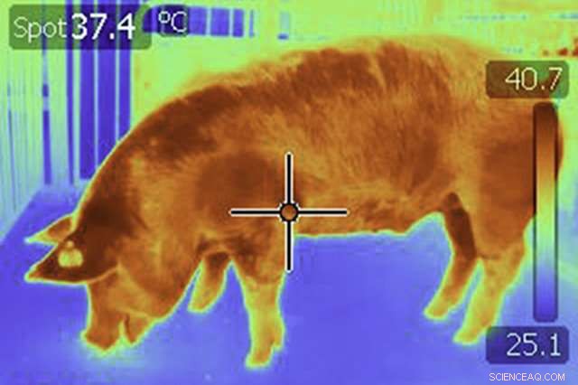 Advanced Thermal Imaging Camera Enhances Pig and Sow Welfare