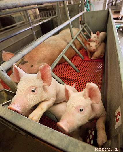 Advanced Thermal Imaging Camera Enhances Pig and Sow Welfare