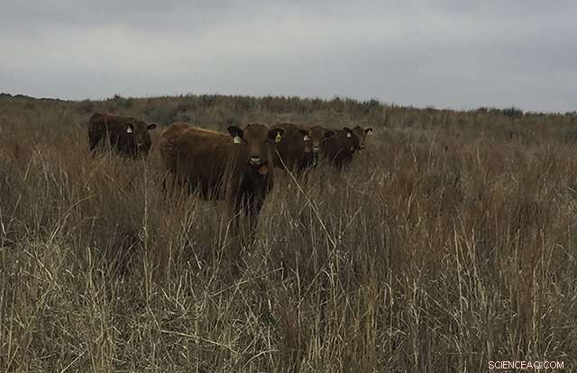 Advanced Thermal Imaging Camera Enhances Pig and Sow Welfare