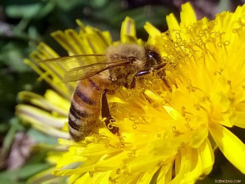 How Pesticides and Malnutrition Jointly Threaten Animal Health