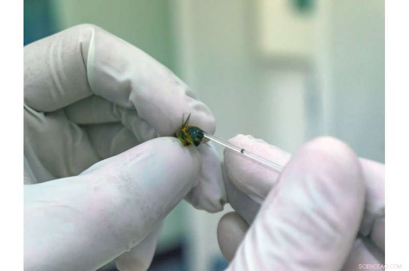 How Pesticides and Malnutrition Jointly Threaten Animal Health