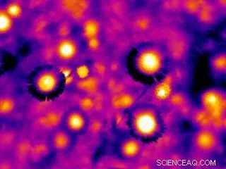 Scientists Discover Bees Use Invisible Heat Patterns to Choose Flowers