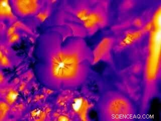 Scientists Discover Bees Use Invisible Heat Patterns to Choose Flowers