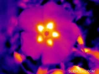 Scientists Discover Bees Use Invisible Heat Patterns to Choose Flowers